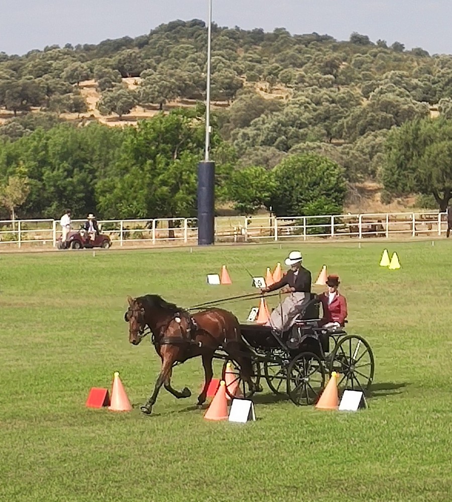 Triple podio Navarro en el Campeonato de España de Enganches